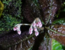 Ardisia primulifolia, hirsute glandular hairs covering inflorescence axes and sepals, glabrous pink petals in flower bud, Victoria Peak, Hong Kong
