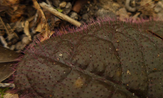 Ardisia primulifolia, leaf of brown form with  translucent multicellular reddish hairs and basal dark spot, the Peak, Hong Kong