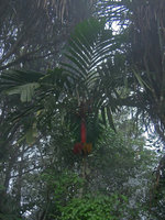 Areca vestiaria in mountain forest, red sheaths and red fruits, Mahawu volcano, North Sulawesi