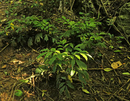 Arenga caudata, apical rosettes of leaves, Ba Be NP, Vietnam