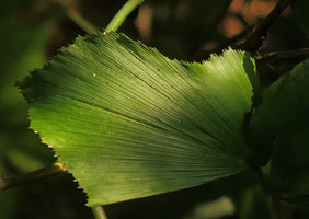 Arenga caudata, prominent leaf nervation, Ba Be NP, Vietnam