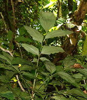Arenga hastata, characteristic diamond shaped leaflets, Deramakot FR, Sabah, Borneo