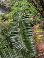 Arenga sp., leaf with truncate leaflet tips, Bewah Cave, Tasik Kenyir, Malaysia