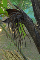 Arenga (syn. Wallichia) marianniae, bracts and old male inflorescence, Kanchanaburi, Thailand
