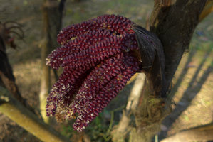 Arenga (syn. Wallichia) marianniae, male spadices and flowers, Kanchanaburi, Thailand