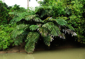 Arenga undulatifolia along a small river, Quezon, Palawan, Philippines