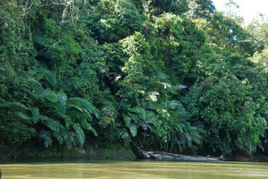 Arenga undulatifolia, on the banks of theTemburong river, Brunei, Borneo