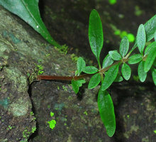 Argostemma lobbii, fleshy stem emerging from the rock, exhibiting strong anisophylly and true verticillate whorl of of six leafy elements, one big leaf, one small opposite and the two stipules, each divided in two leafy elements, Khao Yai NP, Thailand