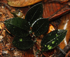 Argostemma hookeri, form with blackish leaves, detail, Selangor, Malaysia