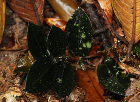 Argostemma hookeri, form with blackish leaves, Selangor, Malaysia