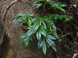 Argostemma cf. reptans, as rheophyte on rock, Krabi, Thailand