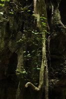Argostemma diversifolium, flowering population of two leaved individuals on vertical limestone shaded rock, Tham Thong Lang, Phang Nga, Thailand