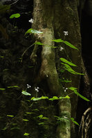 Argostemma diversifolium, flowering two leaved individuals on vertical limestone shaded rock, Tham Thong Lang, Phang Nga, Thailand