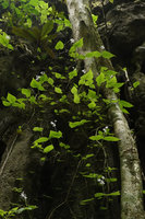 Argostemma diversifolium, flowering two leaved individuals with characteristic blue anther cone, Tham Thong Lang, Phang Nga, Thailand