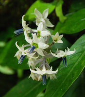 Argostemma diversifolium, flowers with characteristic blue anthers, Si Phangnga NP, Thailand