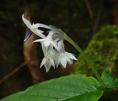 Argostemma diversifolium, inflorescence, each flower with characteristic blue anthers, Khao Sok NP, Thailand