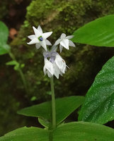 Argostemma diversifolium, inflorescence with an unusual four lobed corolla flower, Khao Sok NP, Thailand