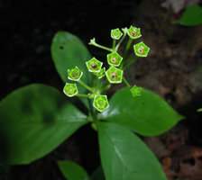 Argostemma diversifolium,  persistant green rigid calyx creating an upwards orientated cup allowing rain splash dispersal of the tiny seeds through capsular slits, Khao Sok NP, Thailand