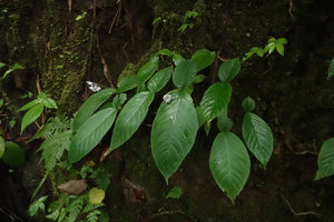Argostemma diversifolium, population of two leaved individuals on vertical limestone shaded rock, Khao Sok NP, Thailand