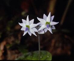 Argostemma diversifolium, star shaped flower with five sepals and five alternating corolla lobes, light purple anthers cone, Khao Sok NP, Thailand 