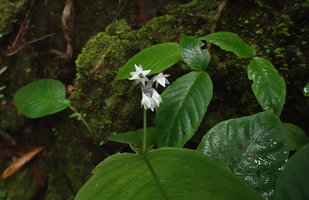 Argostemma diversifolium, unusual flower with four lobed corolla, Khao Sok NP, Thailand