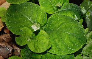 Argostemma ebracteolatum, inflorescence with bell shaped flower bud, Phou Hin Poun, Khammouane, Laos
