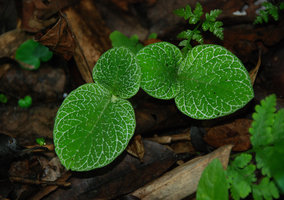 Argostemma ebracteolatum, two leaved individuals with young developping inflorescences, faint white streaks along the main veins of the slightly anisophyllous blades, Phou Hin Poun, Khammouane, Laos