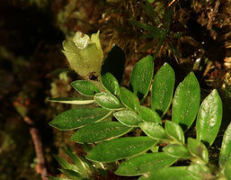 Argostemma gracile, lateral view of the fleshy hairy capsule, Mt Kinabalu, Sabah, Borneo