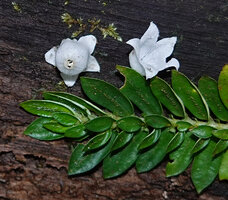 Argostemma gracile, two separate corollas just above the anisophyllous plagiotropic stem, Kinabalu NP, 1600 m asl, Sabah, Borneo
