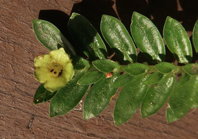 Argostemma gracile, upwards open fleshy capsule allowing rain splash dispersal of the tiny brown seeds, Mt Kinabalu, Sabah, Borneo