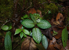 Argostemma hameliifolium, flowering and fruiting individual on mossy slope, Kinabalu NP, 1600 m asl, Sabah, Borneo