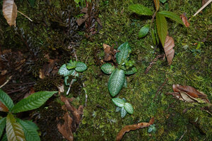 Argostemma hameliifolium on vertical mossy bank, Kinabalu NP, 1600 m asl, Sabah, Borneo