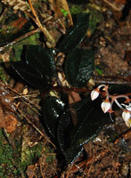 Argostemma hookeri, blackish leaved form, flower buds, Selangor, Malaysia