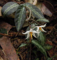 Argostemma hookeri, flower close-up, Fraser&#039;s Hill, Malaysia
