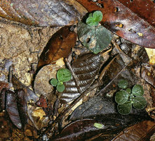 Argostemma hookeri, new plantlets issued from natural leaf cuttings in situ with roots growing under the dead tree leaves, Pasoh FR, Malaysia