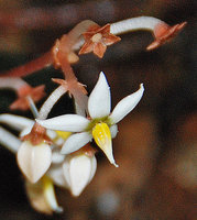 Argostemma hookeri, peduncles, bracts,calyx, corolla, staminal column and excerted stigma, Selangor, Malaysia