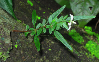 Argostemma lobbii exhibiting strong anisophylly and true verticillate whorl of of six leafy elements, one big leaf, one small opposite and the two stipules, each divided in two leafy elements, Khao Yai NP, Thailand