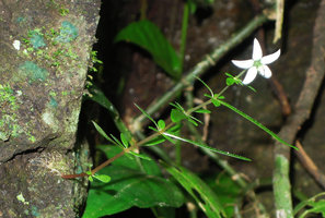 Argostemma lobbii, flowering seasonal stem during monsoon, emerging from a small supeficial tuber fixed under the shelter of rock fissure, Khao Yai NP, Thailand