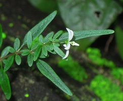 Argostemma lobbii flower, Khao Yai NP, Thailand