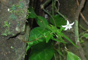 Argostemma lobbii on a vertical rock, seasonal stem from small tuber exhibiting strong anisophylly, Khao Yai NP, Thailand