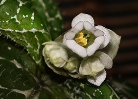 Argostemma neurocalyx, bell shaped corolla, calyx and bracts, Khao Lampi, Hat Thai Mueang NP, Phang Nga,Thailand
