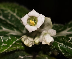 Argostemma neurocalyx, bell shaped corolla with stamens and pistil, calyx and bracts, Khao Lampi, Hat Thai Mueang NP, Phang Nga,Thailand