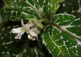 Argostemma neurocalyx, inflorescence with involucral bracts, hairy peduncles, open calyx and bell shaped corolla, Khao Lampi, Hat Thai Mueang NP, Phang Nga,Thailand