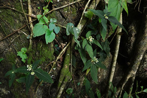 Argostemma neurosepalum, flowering population on vertical limestone rock, Phang Nga, Thailand