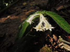 Argostemma parvifolium var. involucratum, flower close-up, Fraser&#039;s Hill, Malaysia