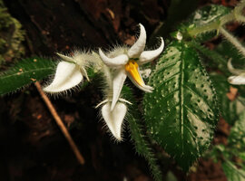 Argostemma parvifolium var. involucratum, Fraser&#039;s Hill, Malaysia
