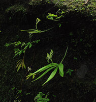 Argostemma parvum, erect maturing fleshy capsular fruits, Chanthaburi, Thailand