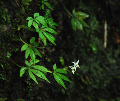 Argostemma parvum flowering on mossy rock, Chanthaburi, Thailand