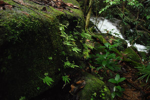 Argostemma parvum, population with erect maturing fleshy capsular fruits on mossy rock, Chanthaburi, Thailand