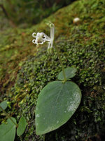 Argostemma pictum flowering on a mossy rock, Taman Negara, Malaysia
